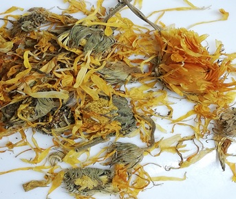 Calêndula flor