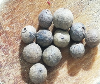 Pimenta Jamaica grão