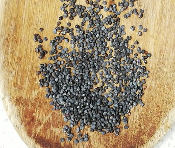 Papoila sementes