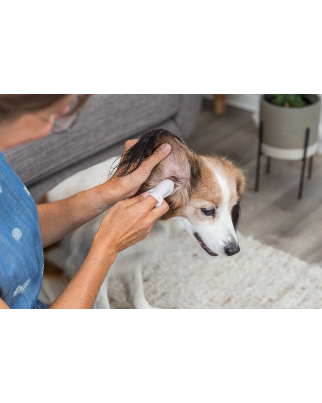 Lingettes humides pour le soin des oreilles- Trixie