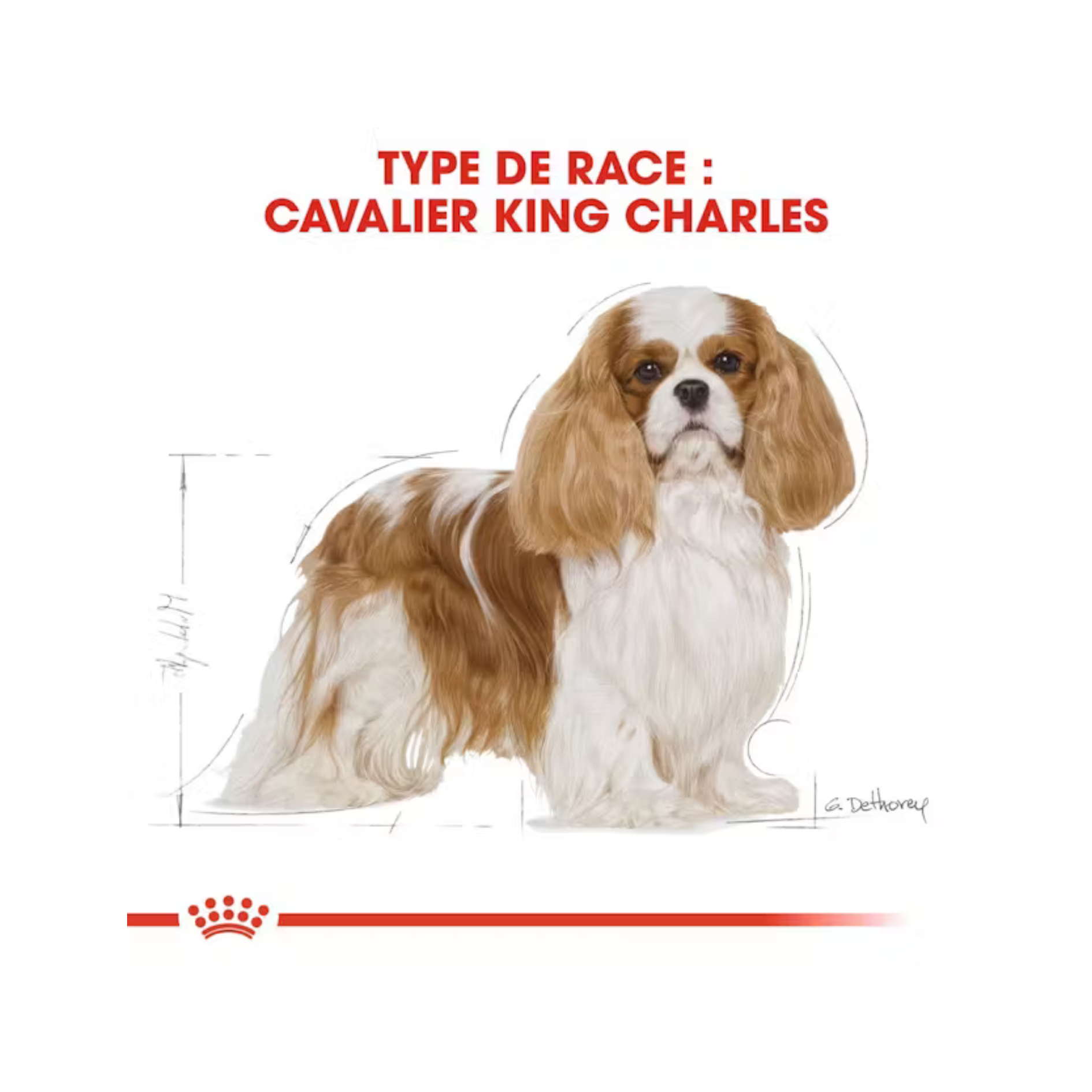 Cavalier King Charles Adulte -  Aliment sec - Royal Canin