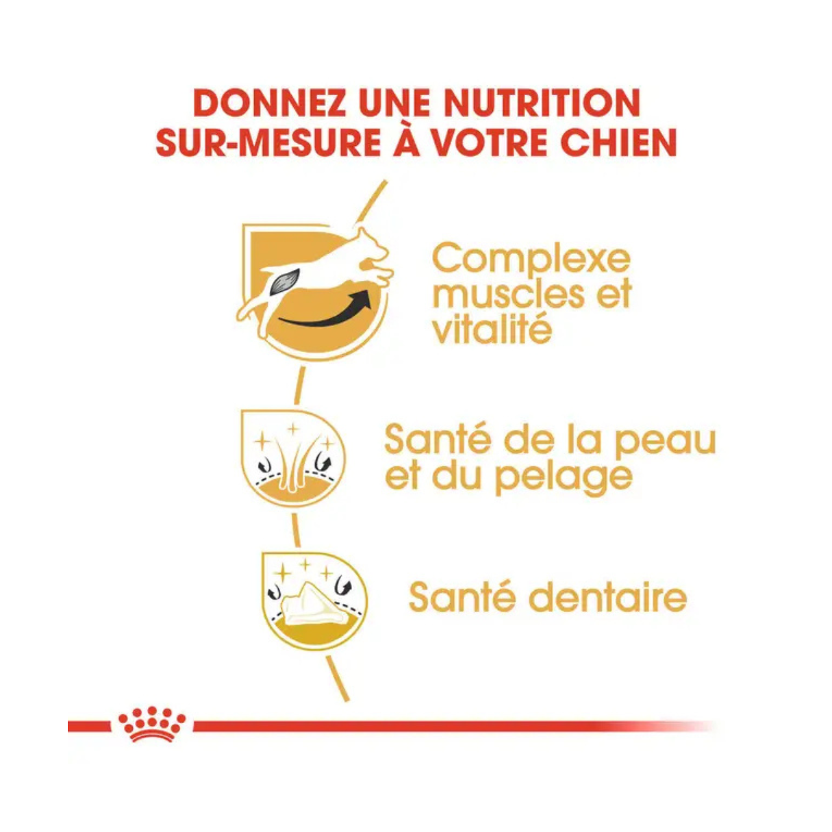 Jack Russell Adulte- Aliment Sec- Royal Canin
