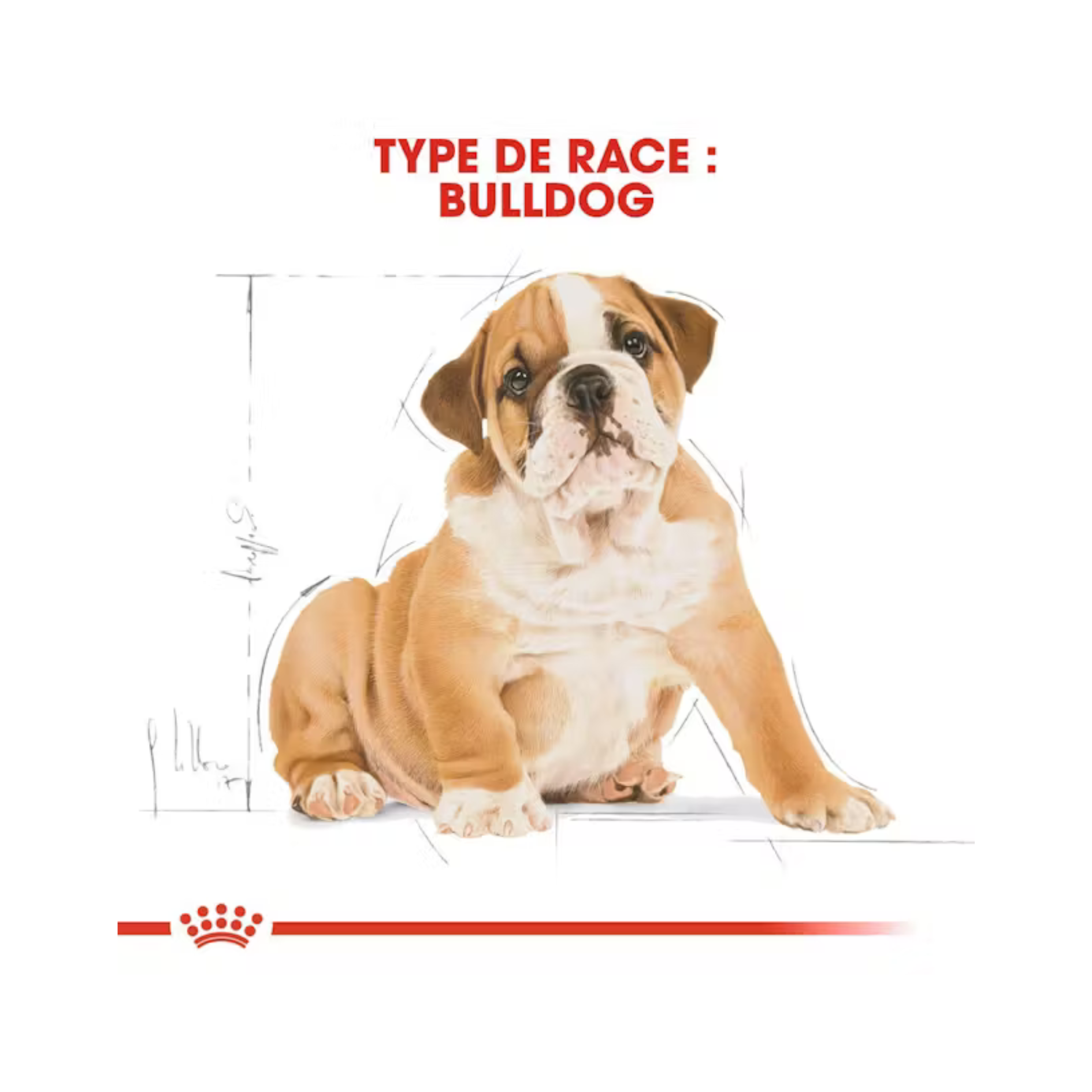 Chiot Bulldog - Aliment sec - Royal Canin