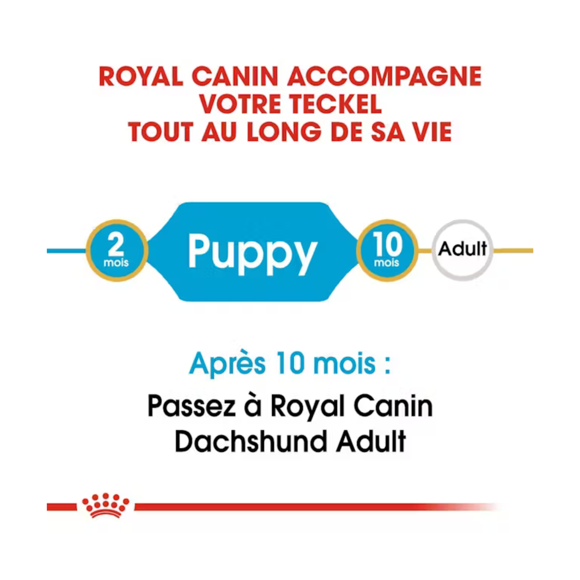 Chiot Teckel - Aliment sec - Royal Canin