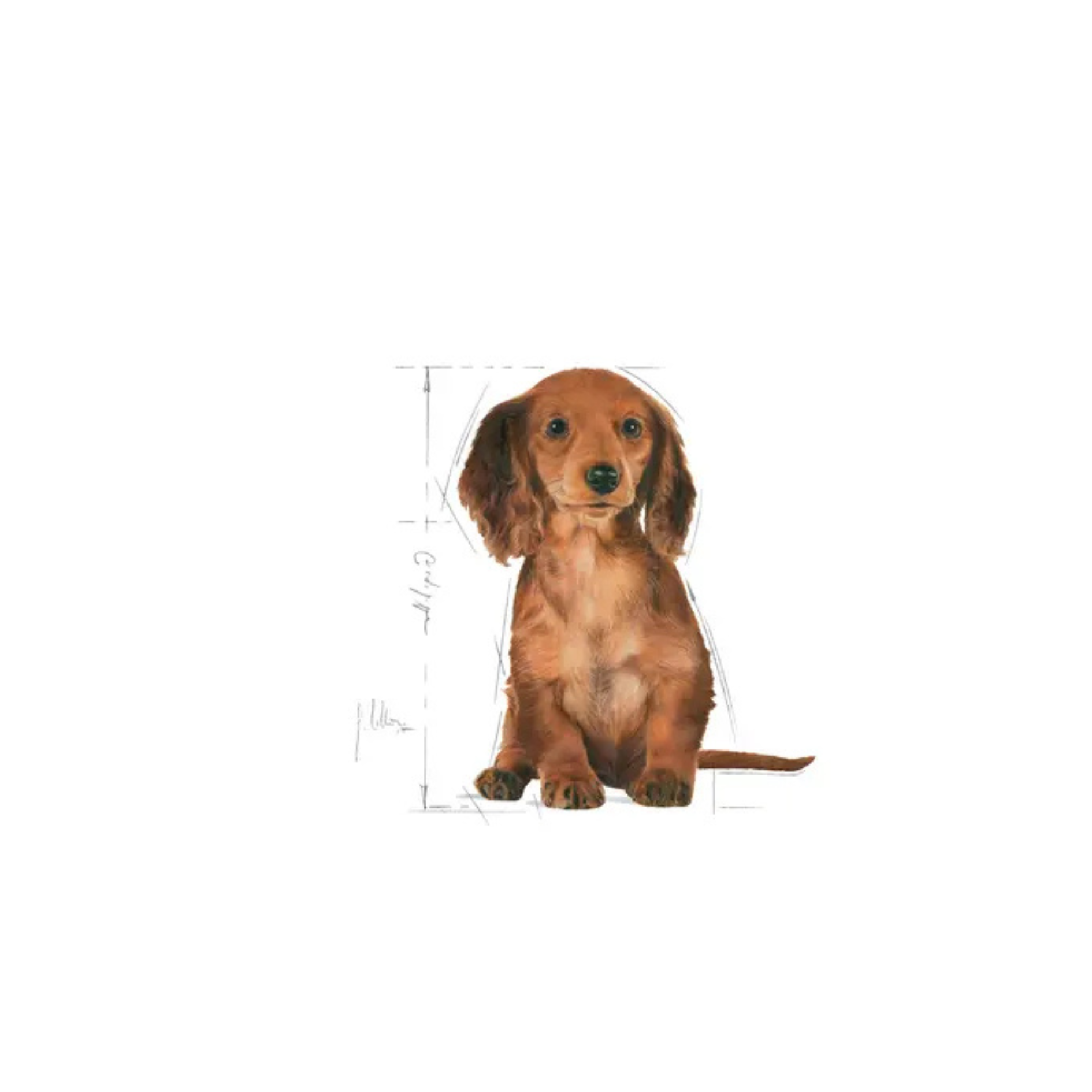 Chiot Teckel - Aliment sec - Royal Canin