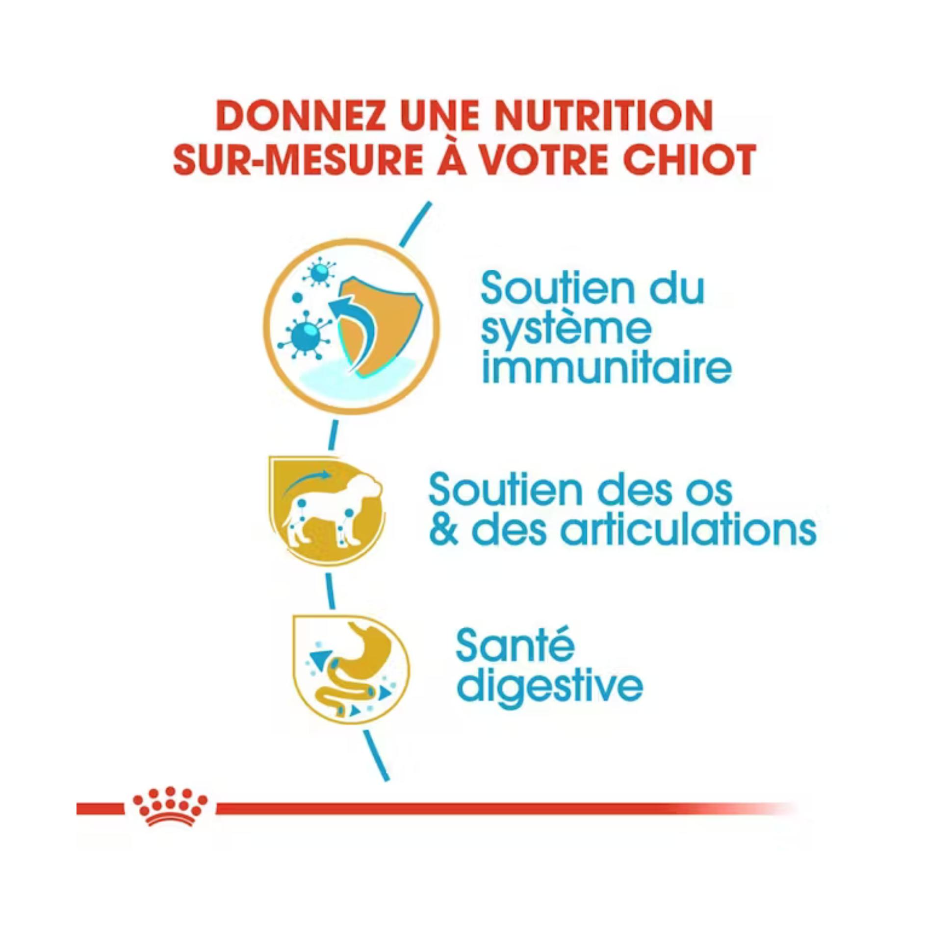 Chiot Teckel - Aliment sec - Royal Canin