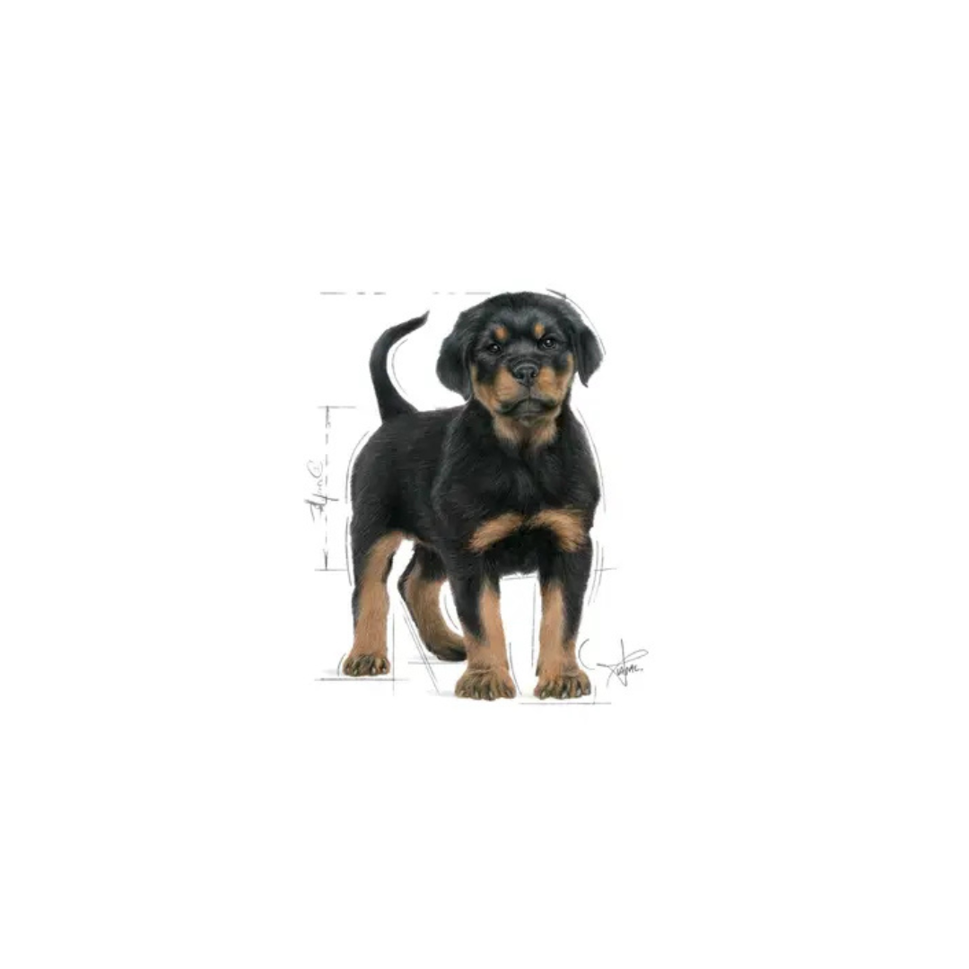 Rottweiler Puppy – Aliment sec – Royal Canin