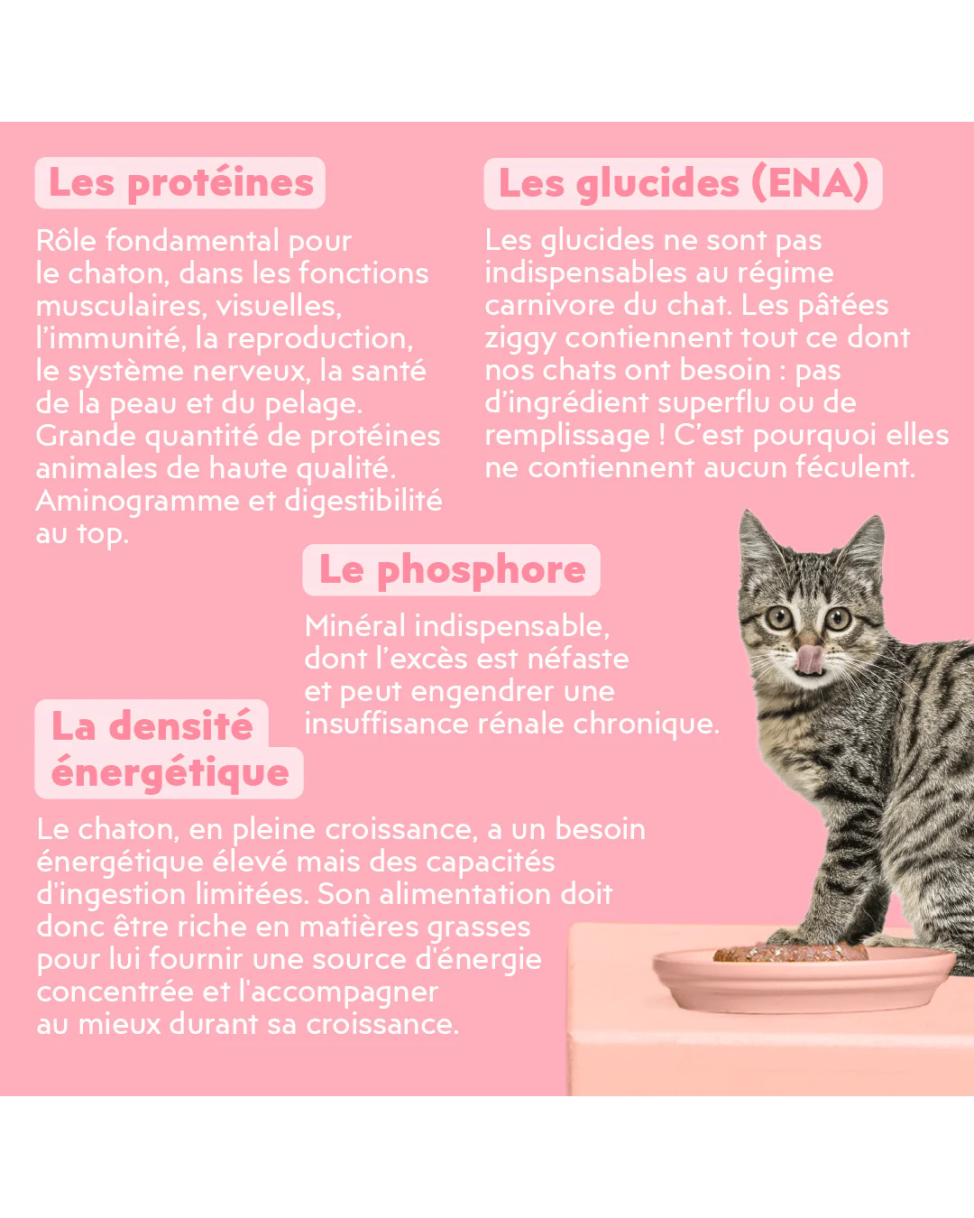 Ziggy – Pâtée pour Chats – Saveur Truite – 4 x 100 g