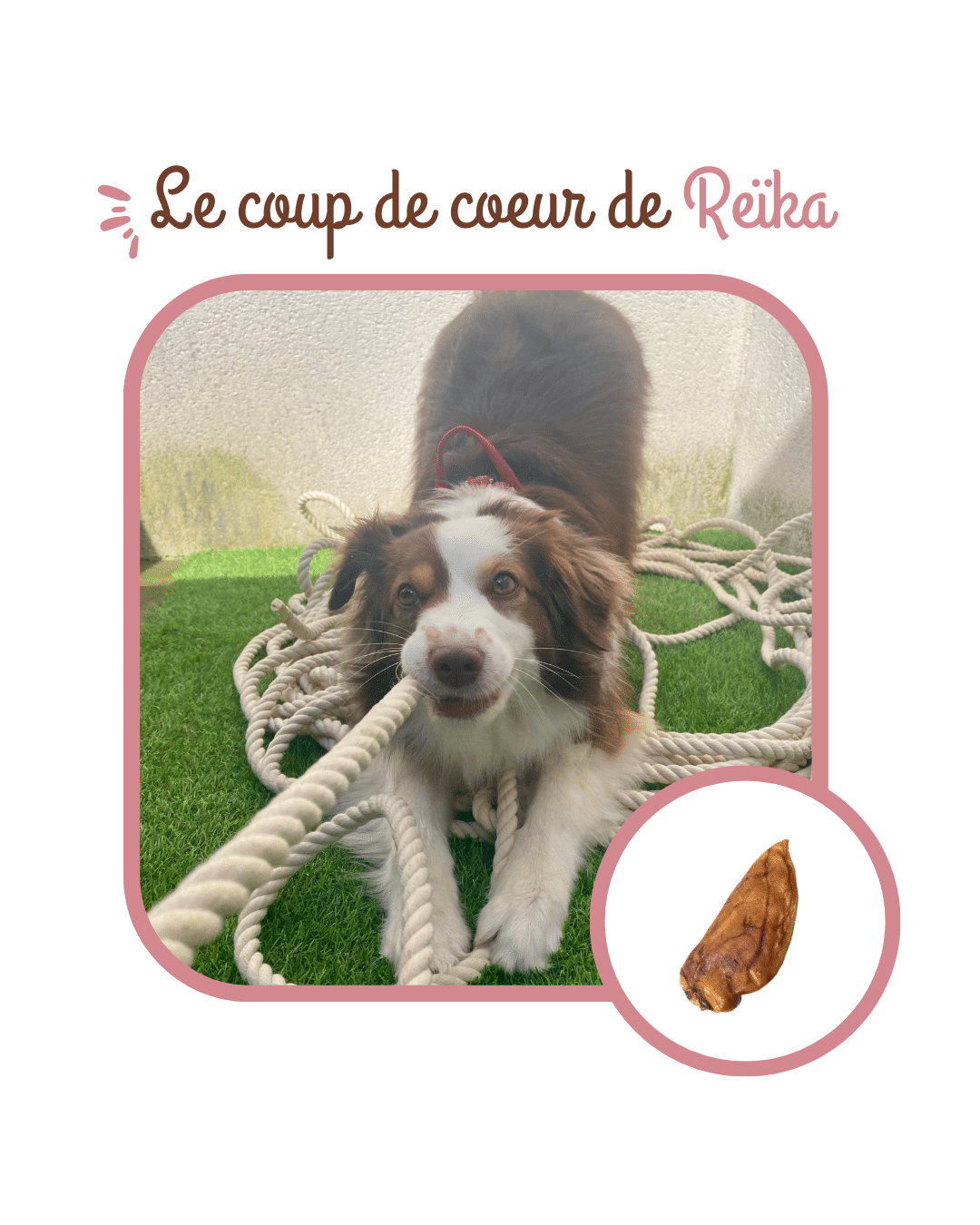 Physyo Oreilles de Porc Séchées pour Chiens – 5 Unités