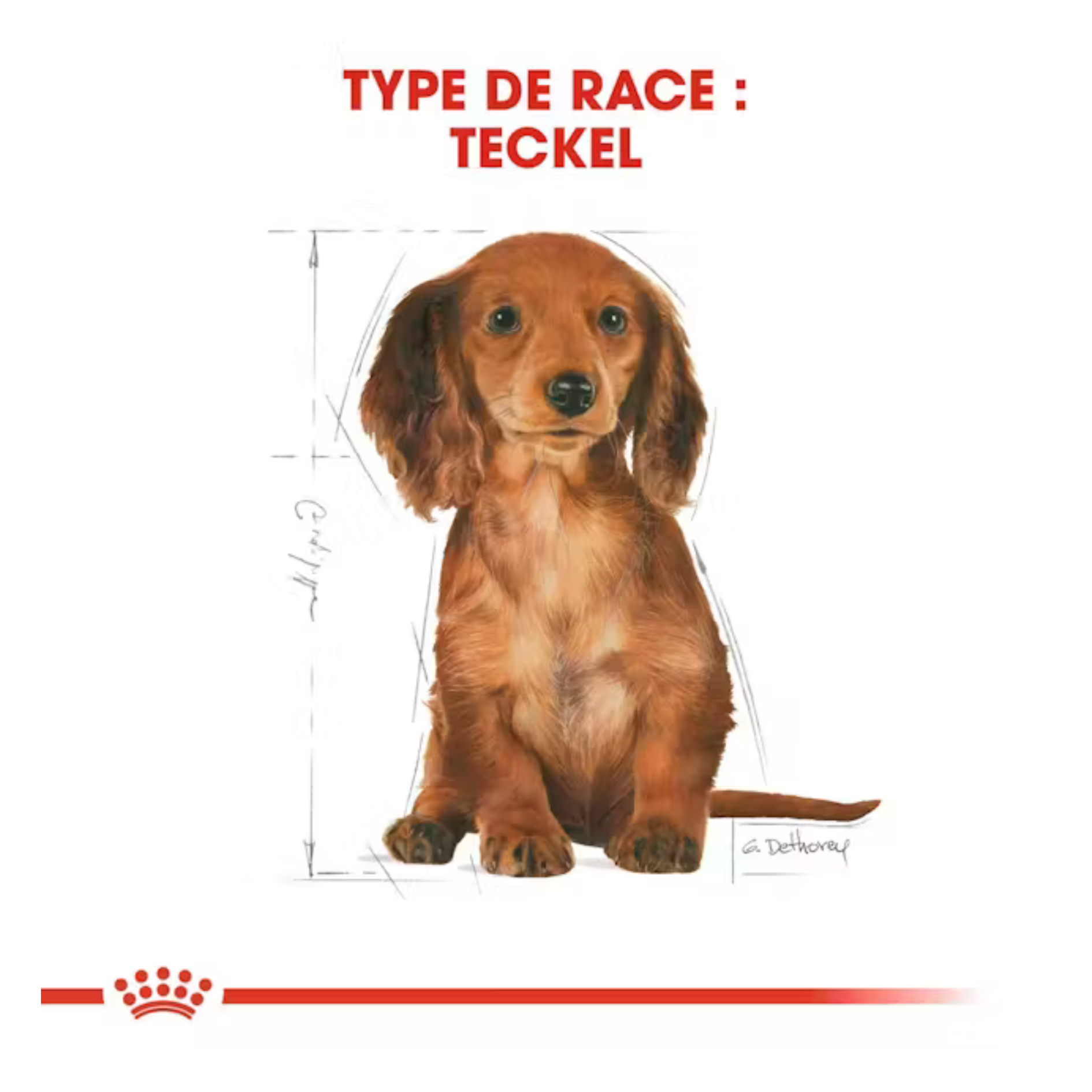 Chiot Teckel - Aliment sec - Royal Canin