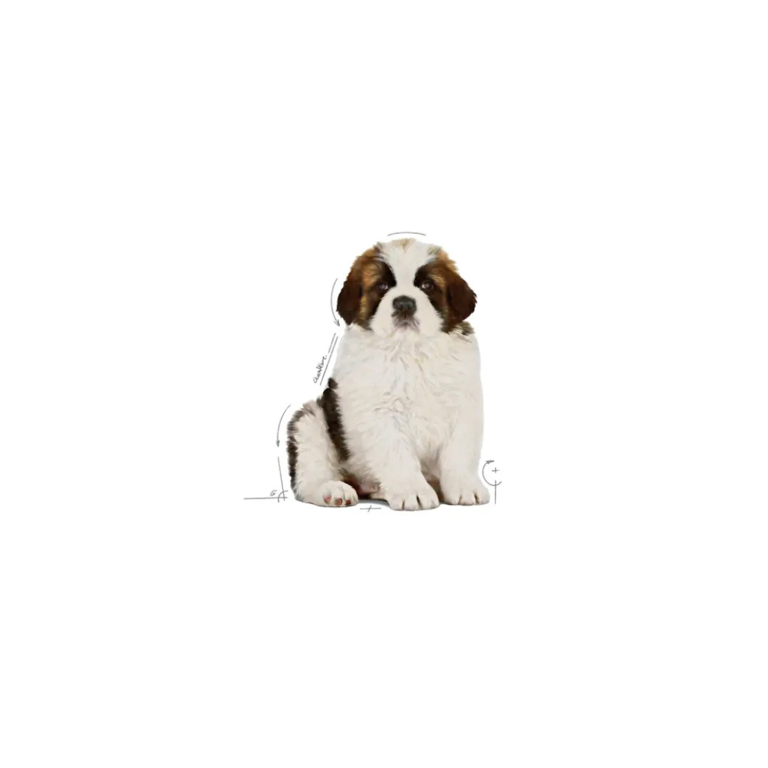 Giant Puppy – Aliment Sec pour Chiots – Royal Canin