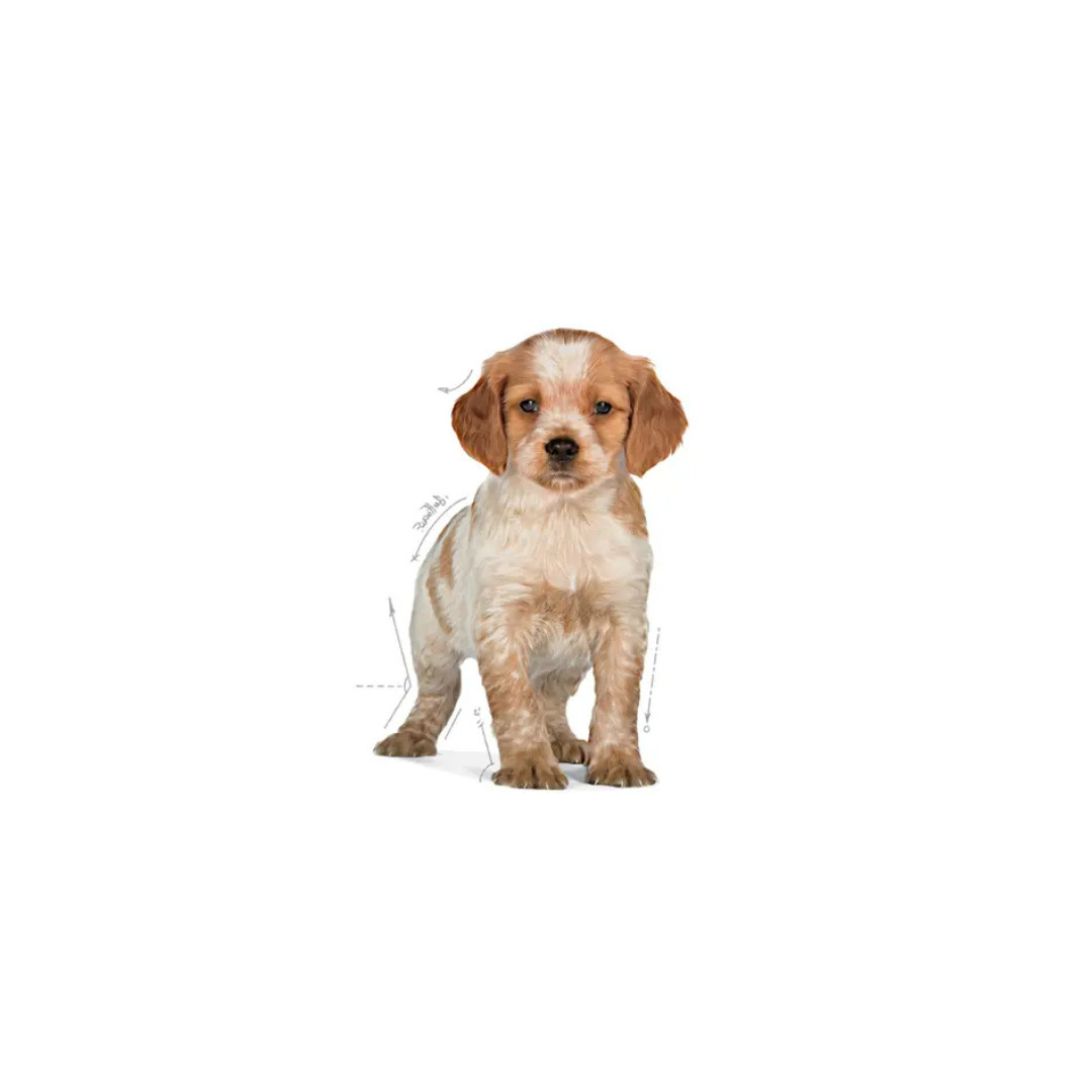 Medium Puppy - Croquettes - Royal Canin