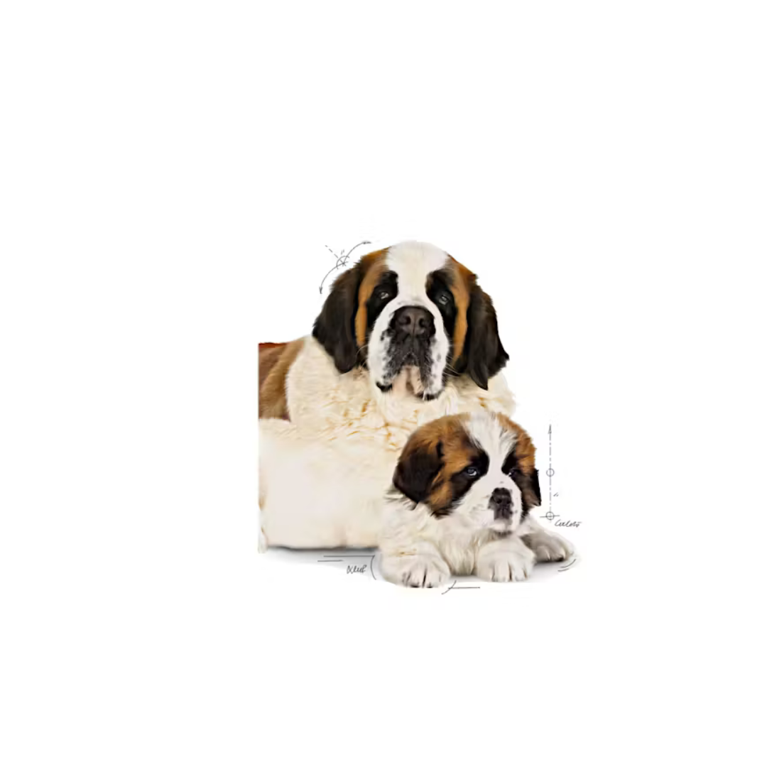 Giant Starter Mère et Chiot - Croquettes - Royal Canin