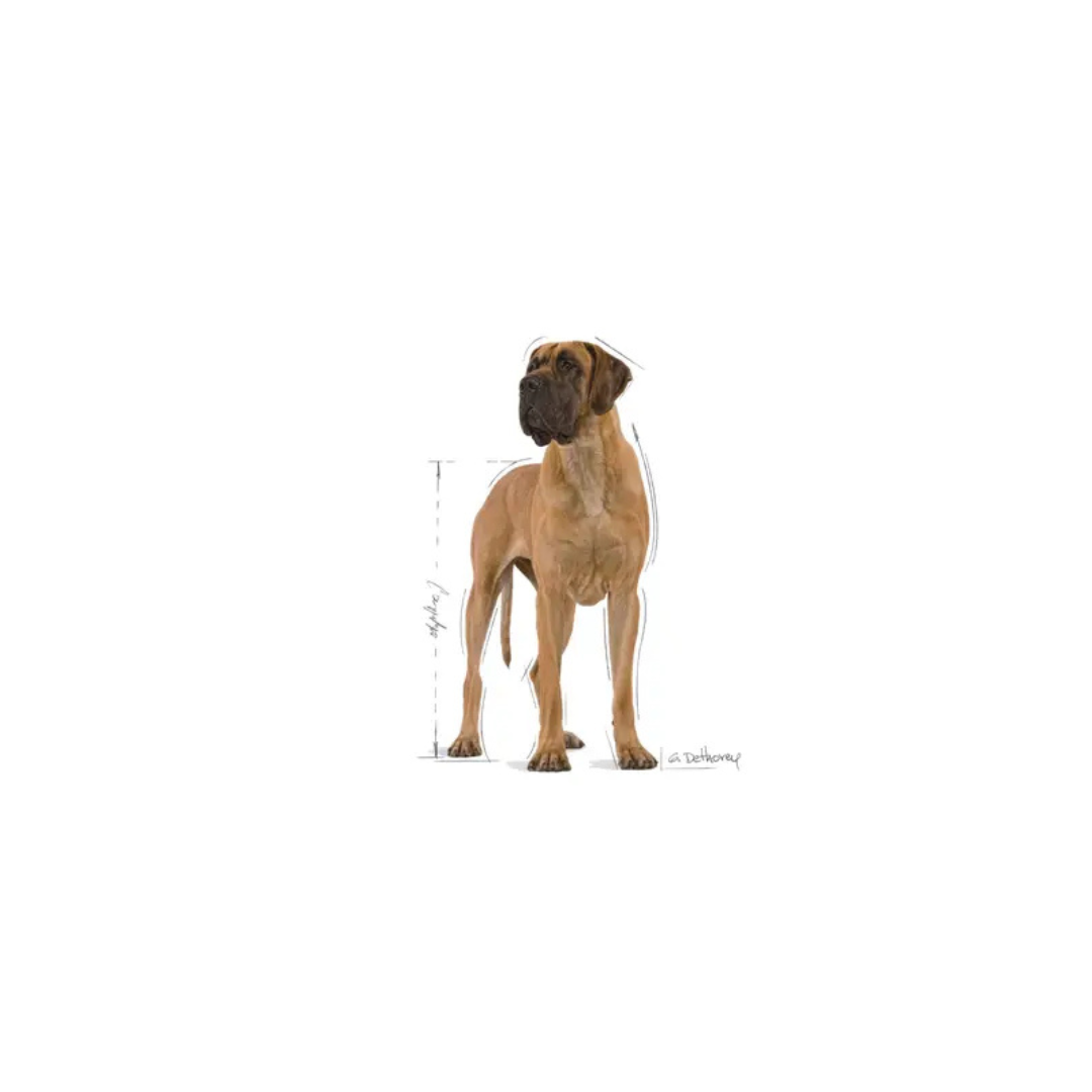 Great Dane Adult- Alimento Seco- Royal Canin