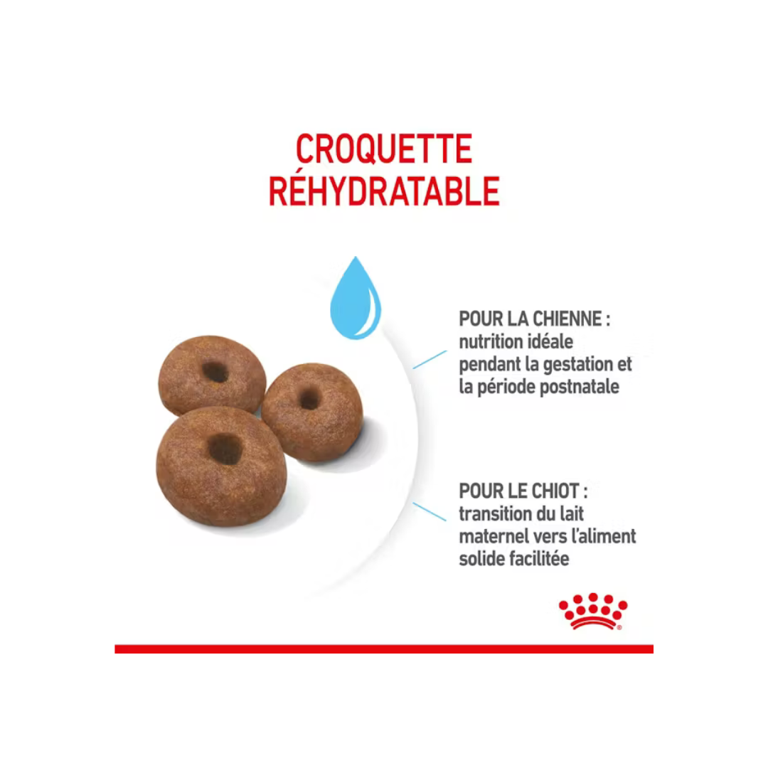 Giant Starter Mère et Chiot - Croquettes - Royal Canin