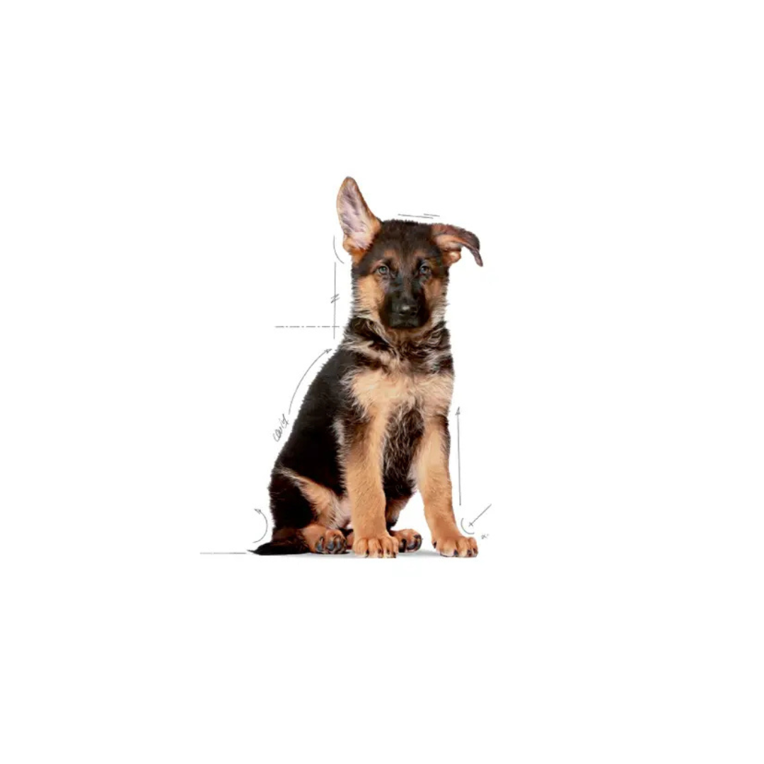 Maxi Puppy – Croquettes – Royal Canin
