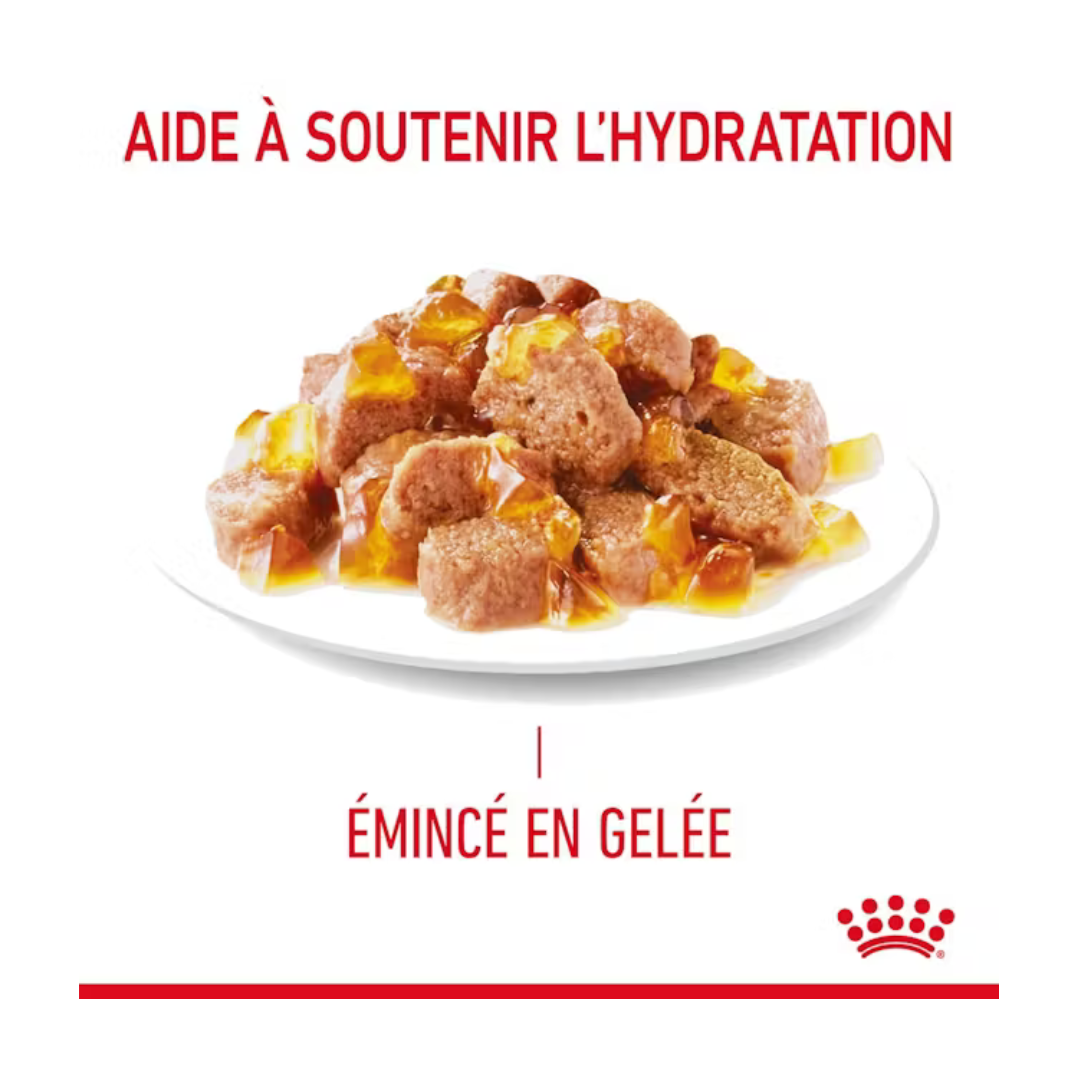 Hair & Skin Care 12x85g- Aliment Humide- Royal Canin