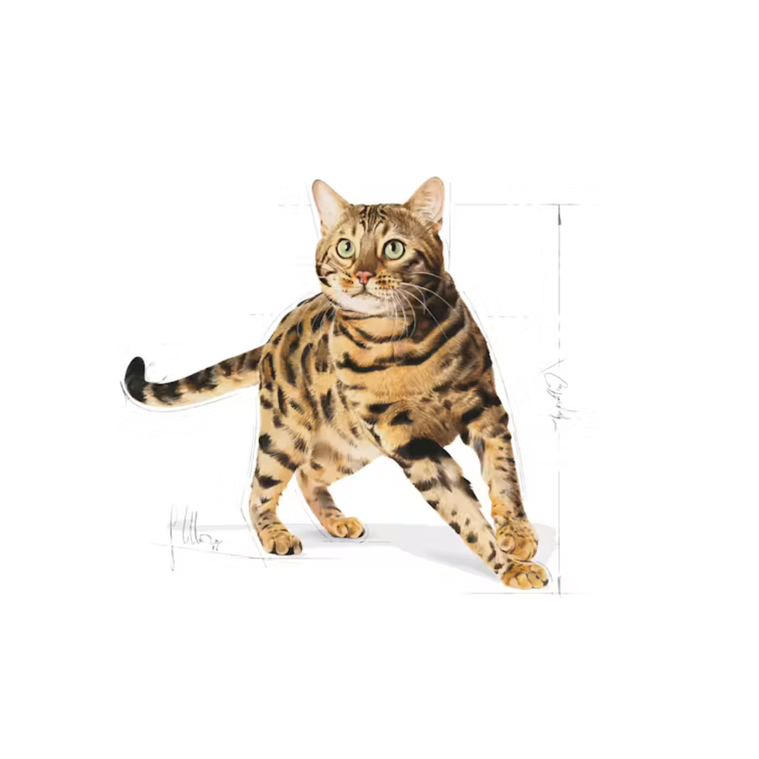 Bengal Adult- Aliment Sec- Royal Canin 