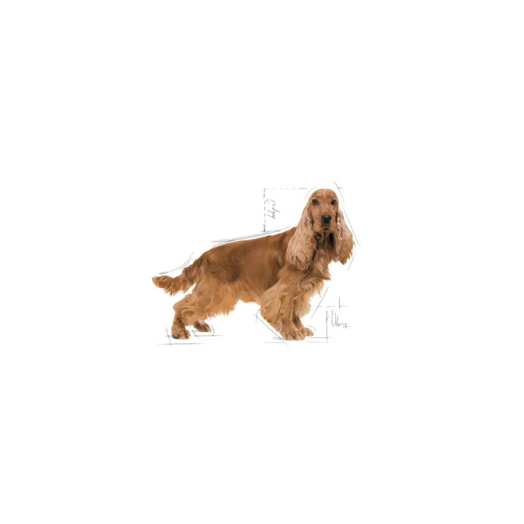 Cocker Adult- Aliment Sec- Royal Canin