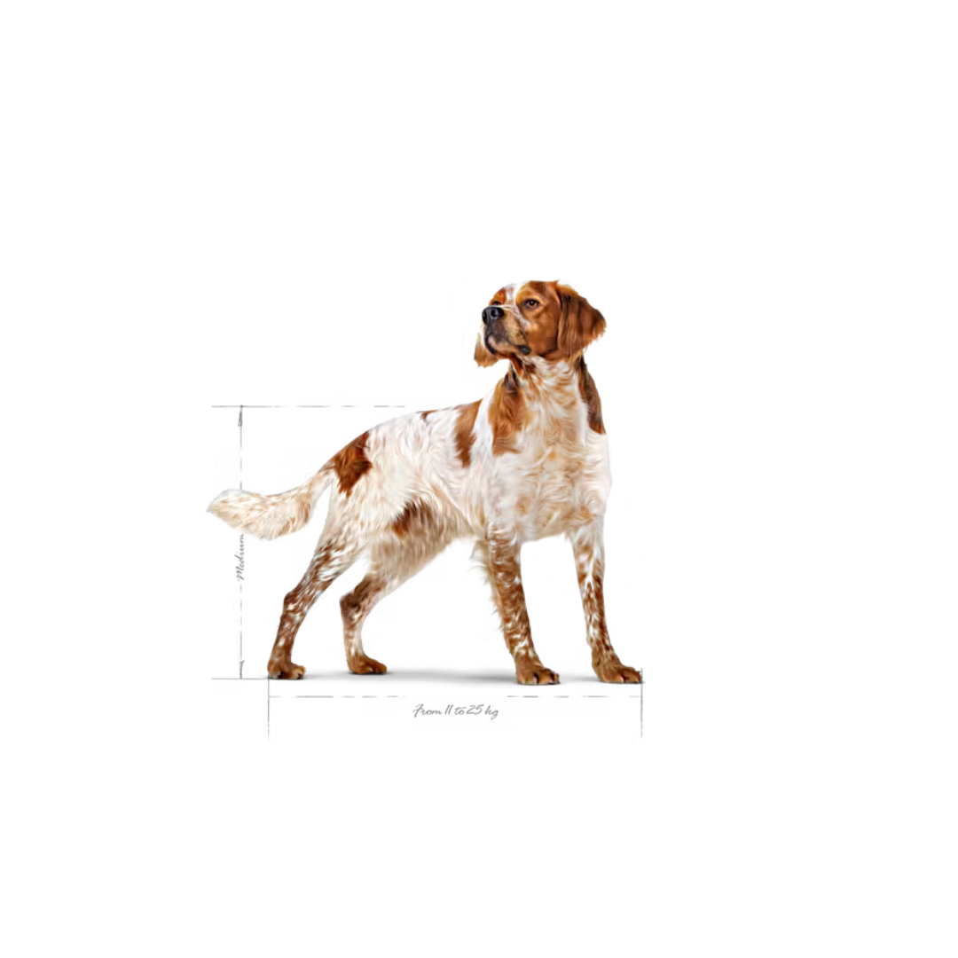 Medium Adult- Aliment Sec- Royal Canin 