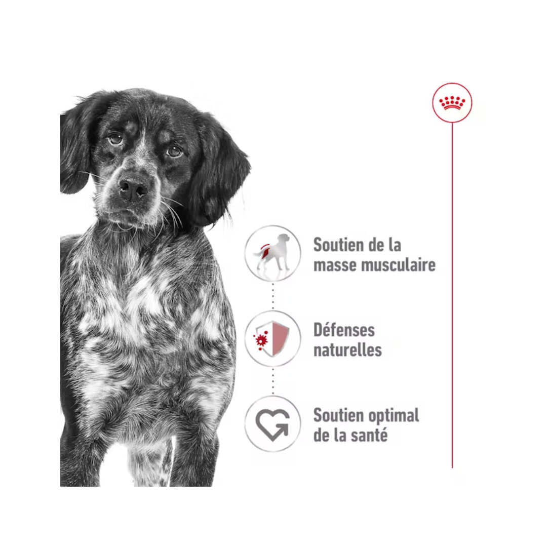 Medium Adult- Aliment Sec- Royal Canin 