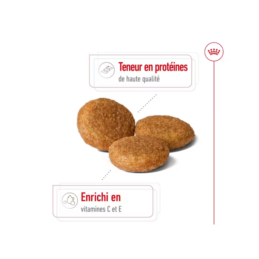 Medium Adult- Aliment Sec- Royal Canin 