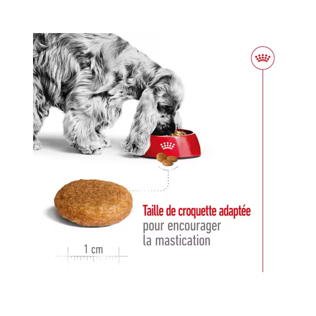 Medium Adult- Aliment Sec- Royal Canin 