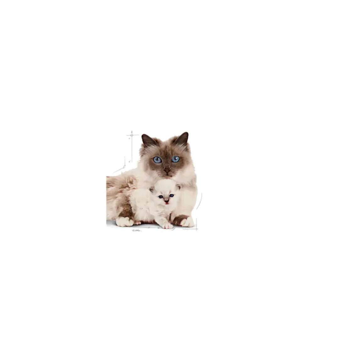 Mère & Chaton- Aliment Sec- Royal Canin