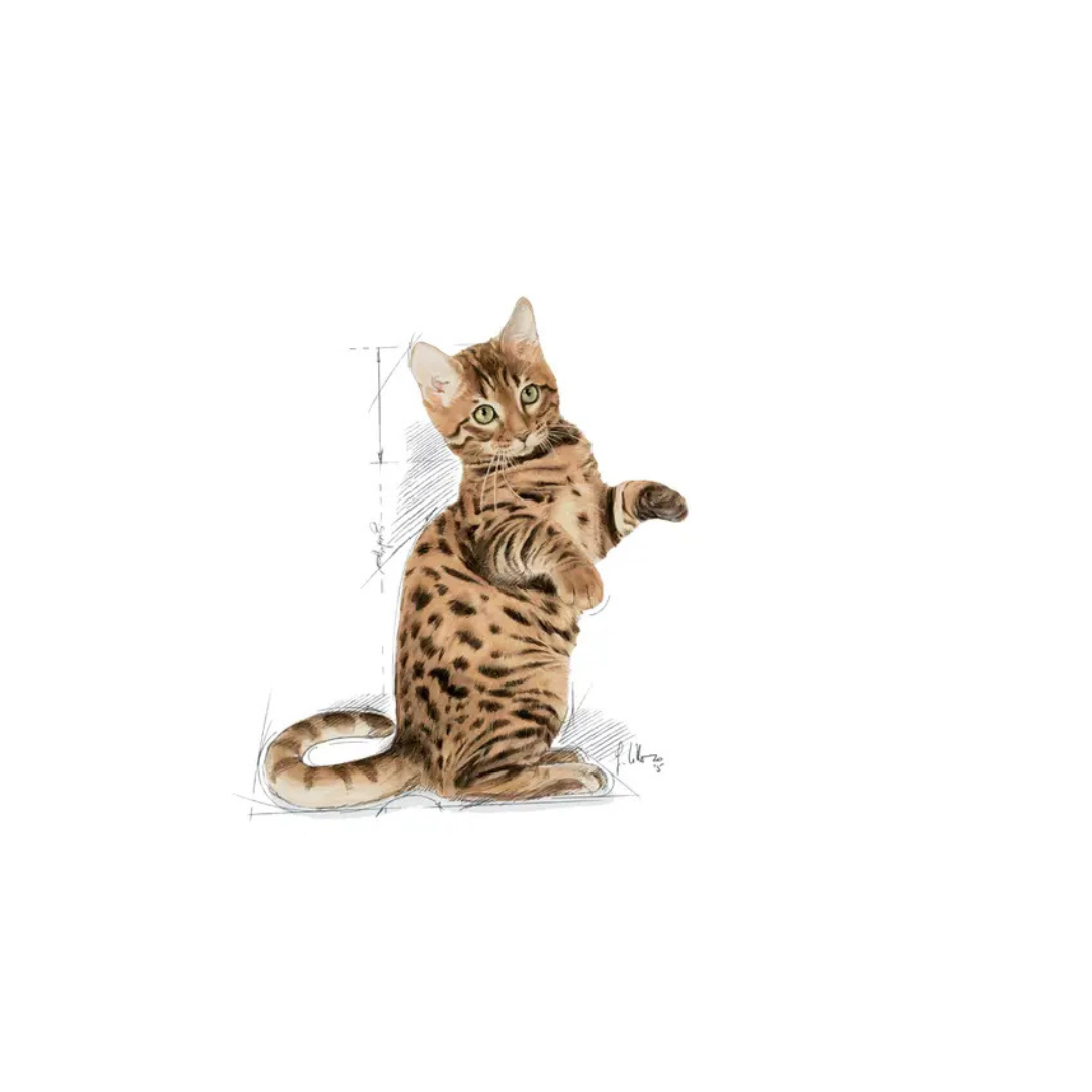 Sterilised en gelée 12x85g- Aliment Humide- Royal Canin