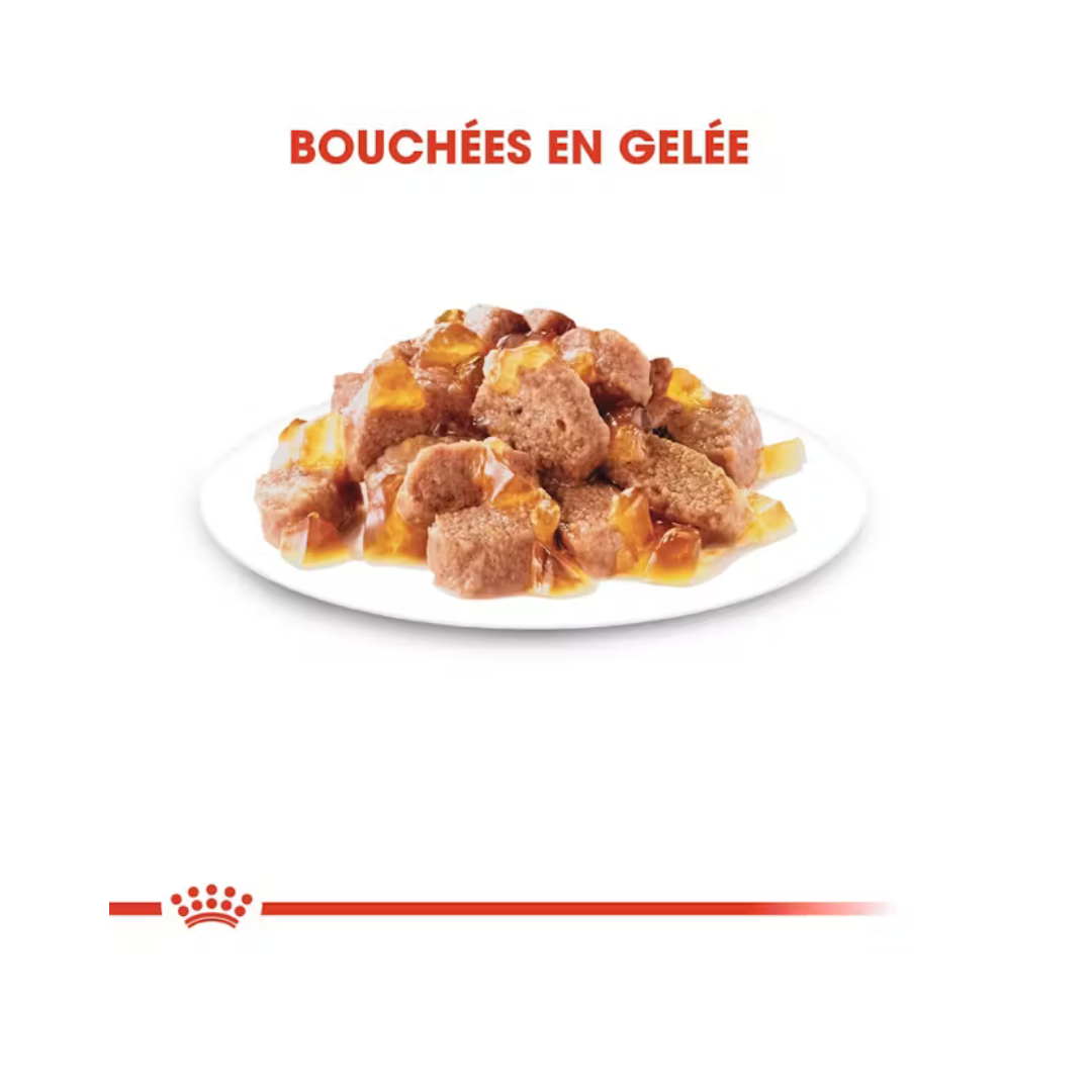 Sterilised en gelée 12x85g- Aliment Humide- Royal Canin