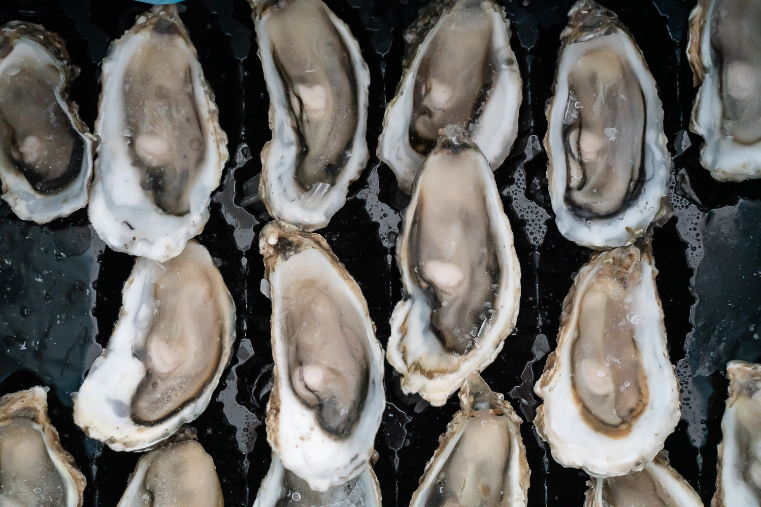 OSTRA França 2.1kg (48 und)