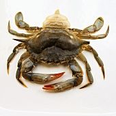 SOFT Shell Crab Whales - 1kg