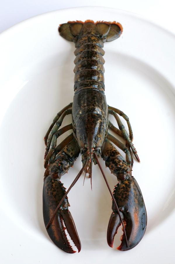 Lavagante Inteiro 300/350g kg