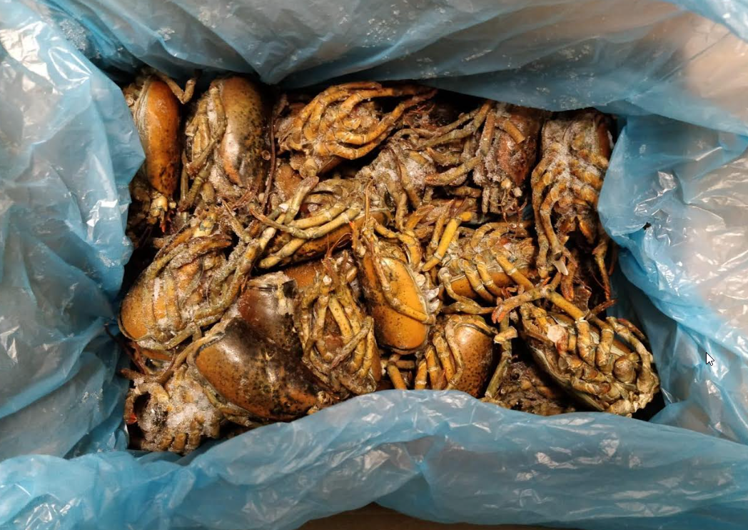 Cabeças de Lavagante 11.347Kg