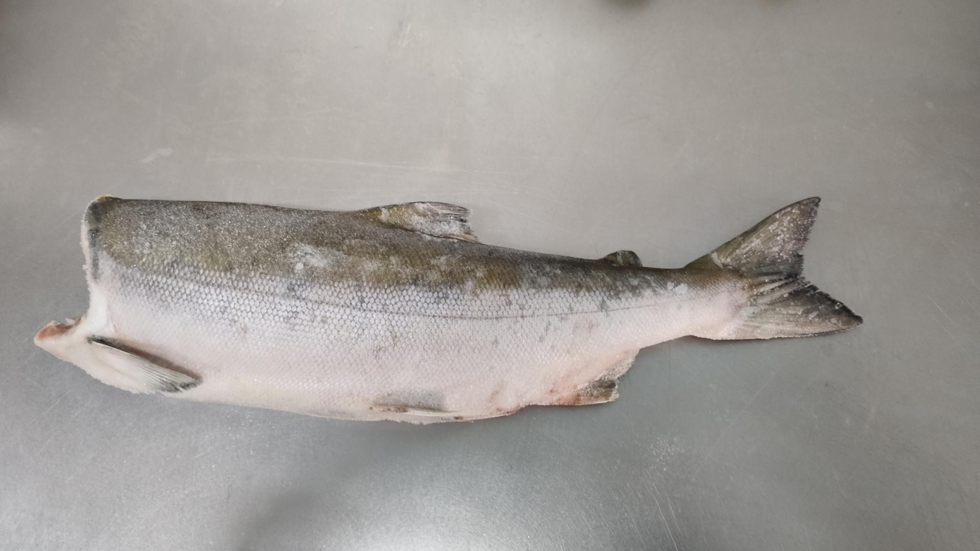 Salmão Selvagem Vermelho´Sockeye´kg*
