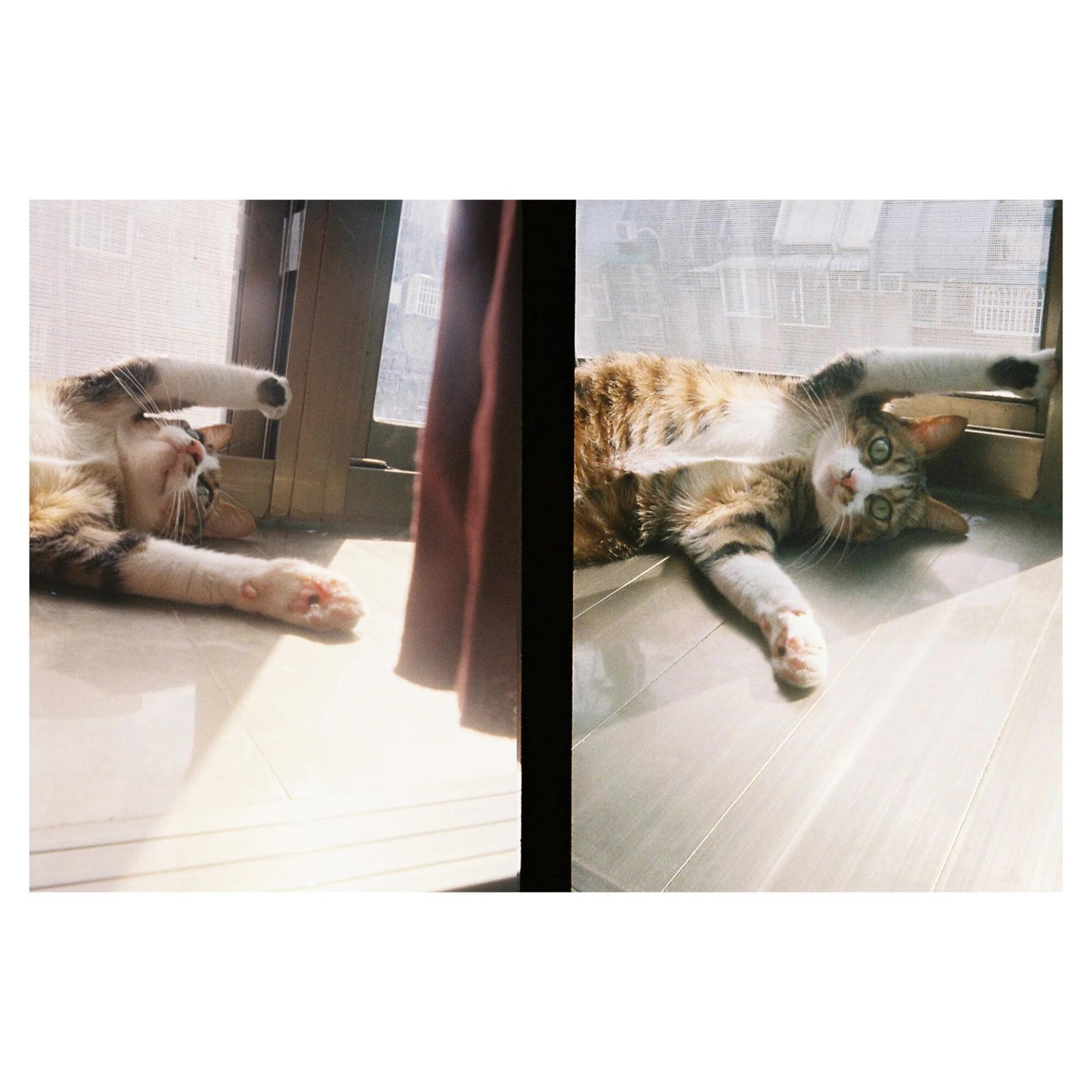 Kodak Ektar H35 - Brown